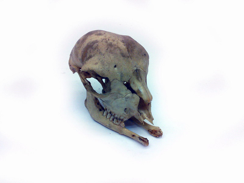 craneo animal 12x8x8 1u